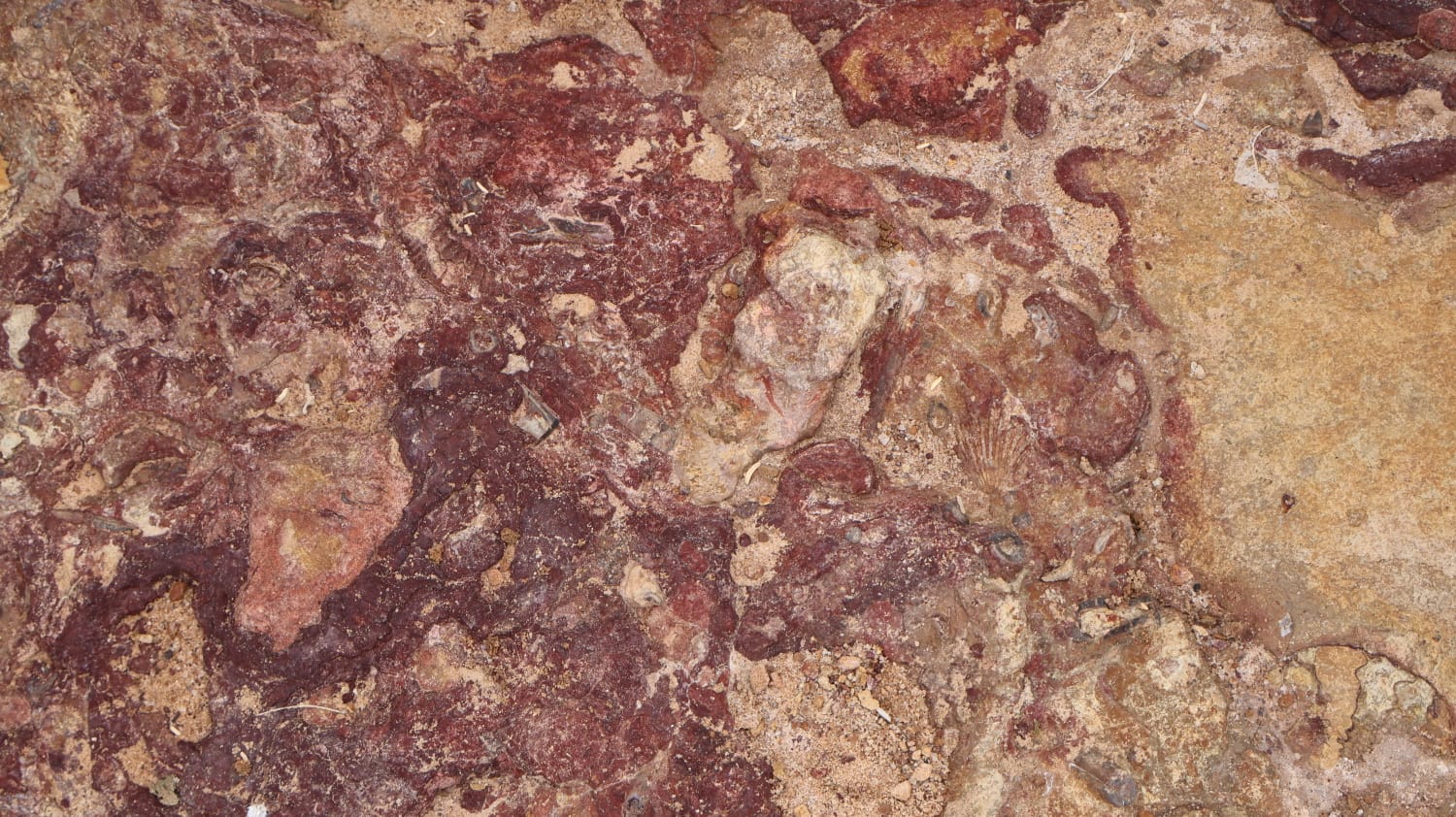 Fossil traces in red sandstone studied on a History & Archaeology trip