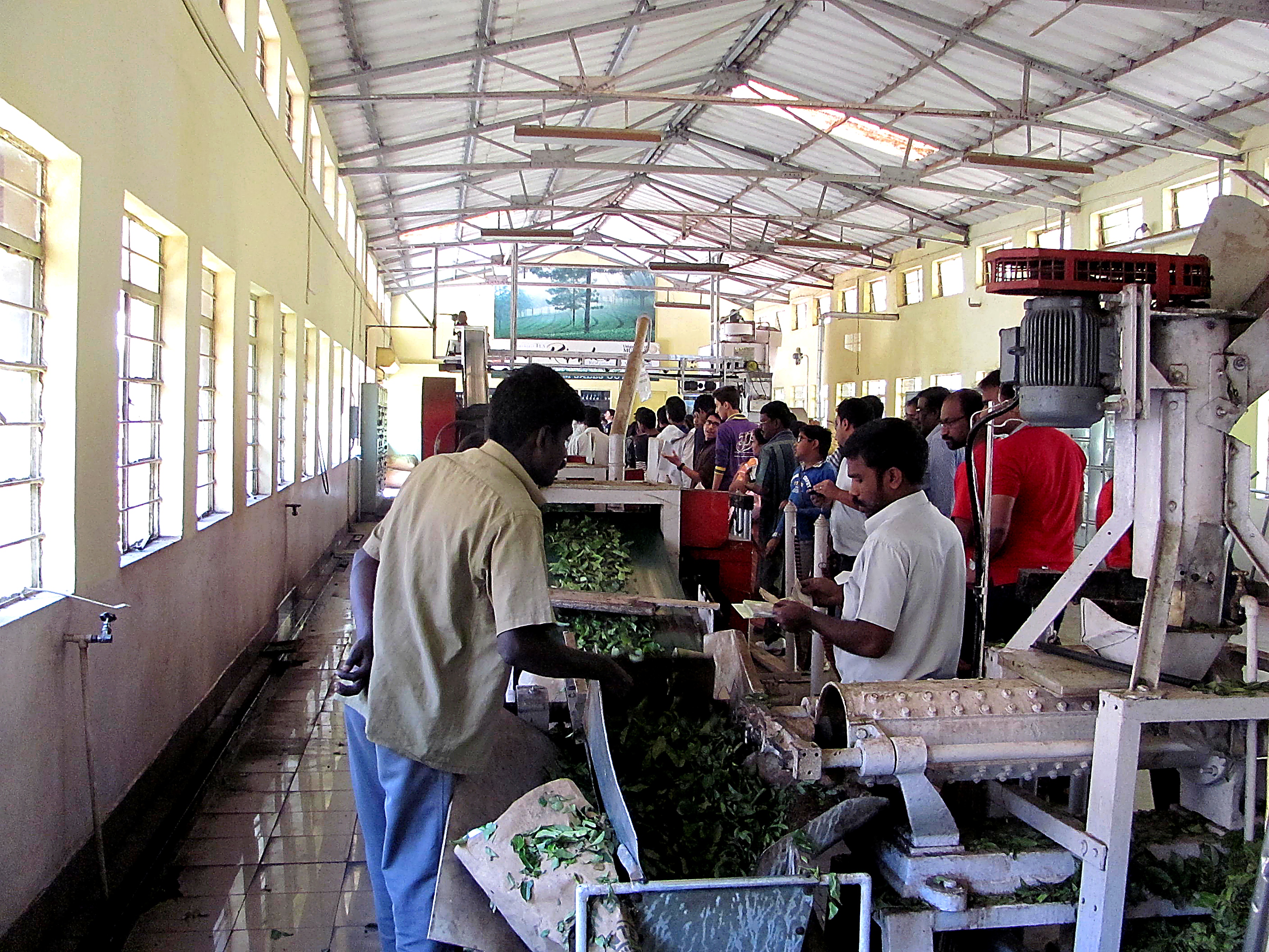 Students watching tea processing on an industry project visit