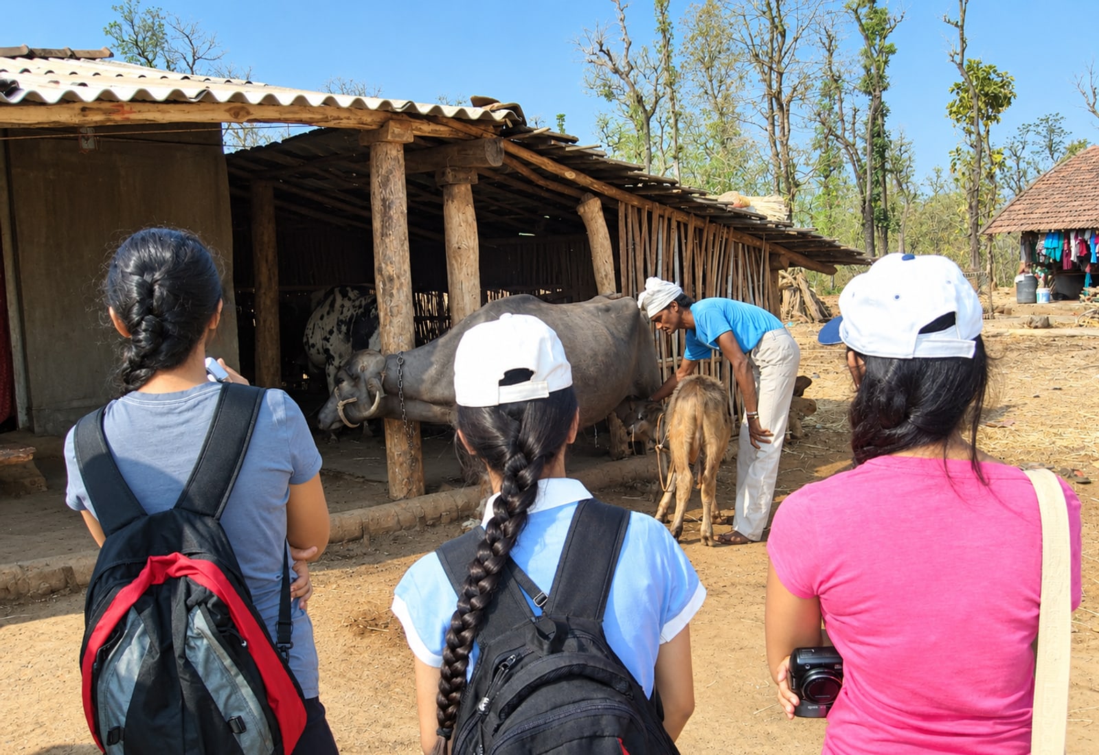 Students visiting a village cattle shed on a farm stay